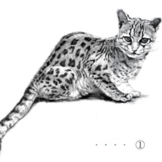053豹猫