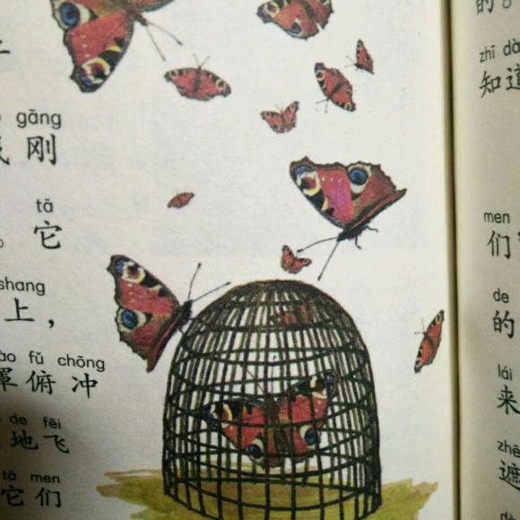 昆虫记大孔雀蝶原文图片