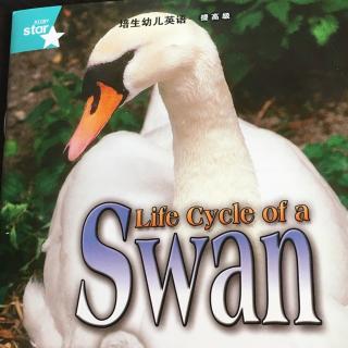 life cycle of a swan