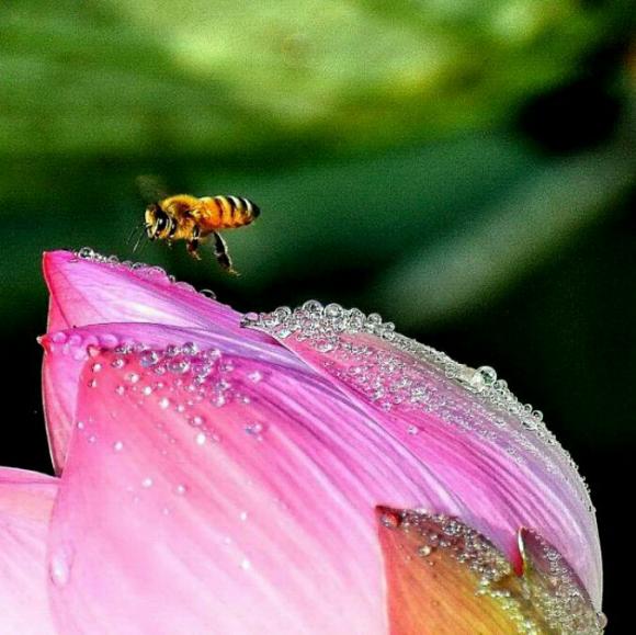 【《露珠》作者:金子美玲(日本) 诵读:彩色熊猫】在线收听_林杉🚄的