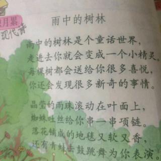雨中的树林