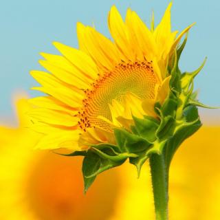 芒克-阳光中的向日葵