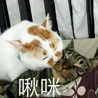 我的猫