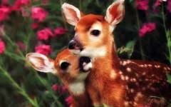 爱心杨妈妈《可爱的五色鹿》