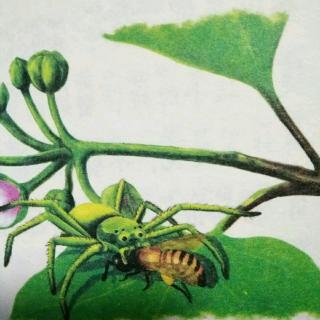 《法布尔昆虫记》之蟹蛛