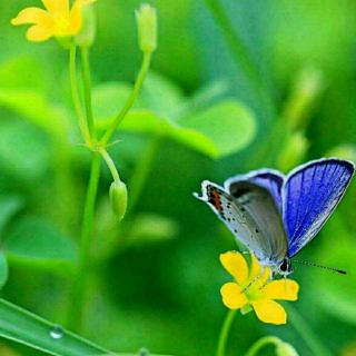 《蓝蝴蝶》