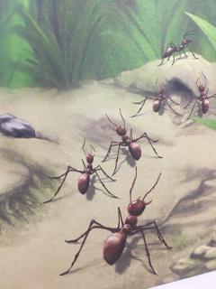 昆虫记 红蚂蚁🐜