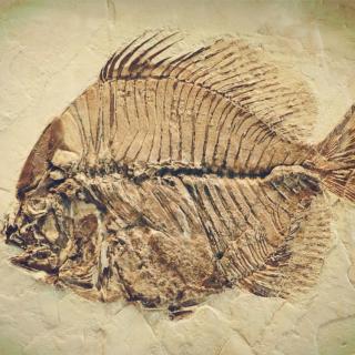 102.小海螺和化石鱼