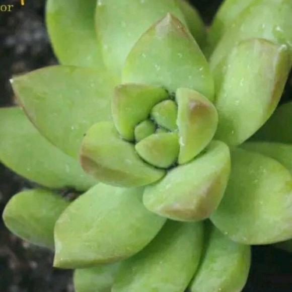 夜 谢尔盖·叶赛宁