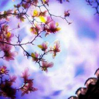 诗歌朗诵|一棵开花的树——席慕蓉