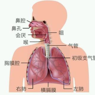 3分钟学会治秋季咳嗽