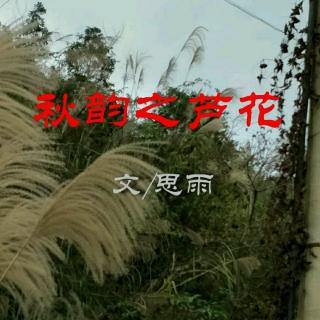 秋韵之芦花  文：思雨   诵读：思雨