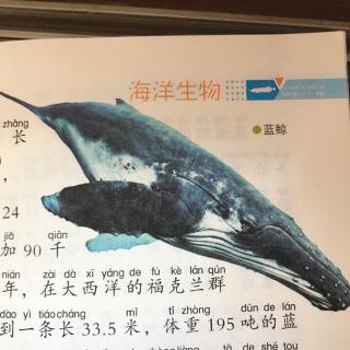 5、海洋动物-蓝鲸