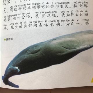 6、海洋动物-抹香鲸