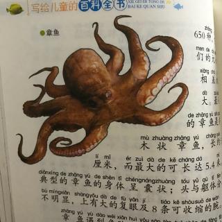 10、海洋动物-章鱼