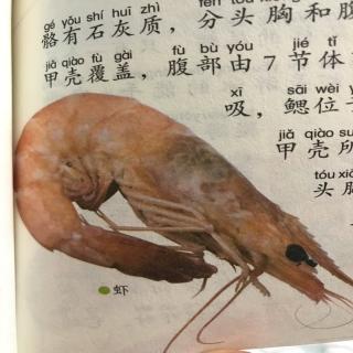 2、海洋动物-虾