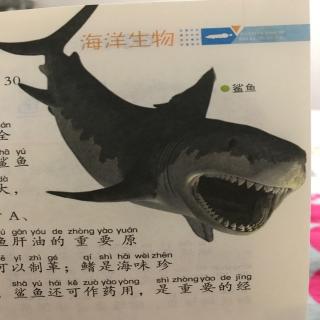 3、海洋动物-鲨鱼