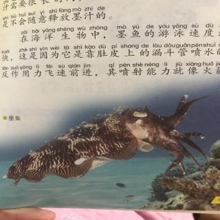 16、海洋动物-墨鱼