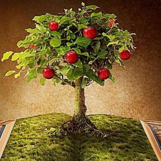 我的苹果树（美国   罗纳德·贾格尔）