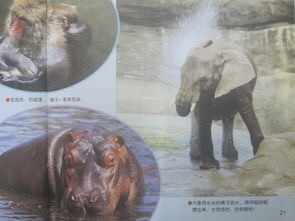 动物洗澡——李老师