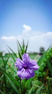 生命，因芬芳而美丽