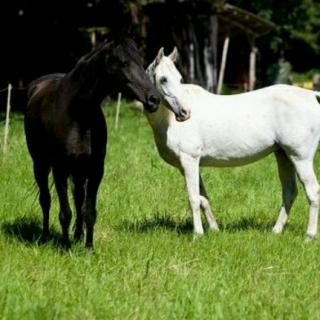 《白马与黑马》