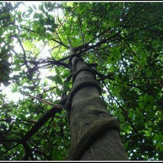 诗经 国风 周南 樛木