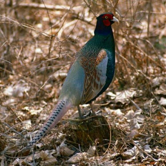 《邶风·雄雉》