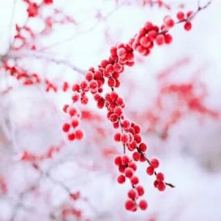 蝶衣如雪，剪字成歌