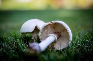 【食疗】蘑菇是大自然的营养馈赠