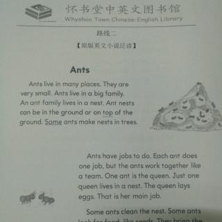 怀书英语 路线二 Ants