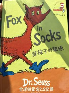 fox in sock 20171125