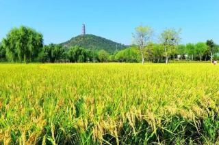 我们是声音的行者 作者:烟雨苍茫 朗诵:月光