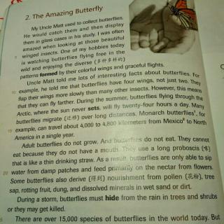 2.The Amazing Butterfly