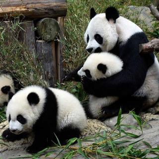 老妹儿，你认识大熊猫不？