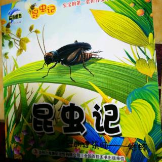 方善辰33号——昆虫记之蟋蟀(1)