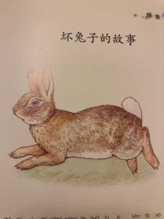 【故事55】领航卓越幼教集团晚安绘本故事《坏兔子的故事》🐰