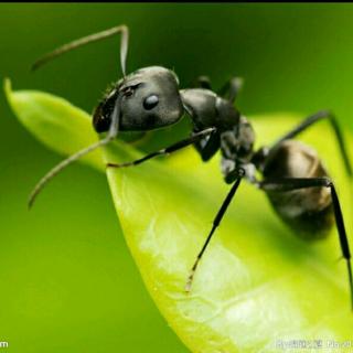 天歌讲故事：7.《蚂蚁是怎样看世界的？》