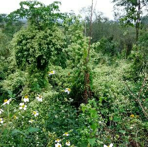 桃花依旧笑春风