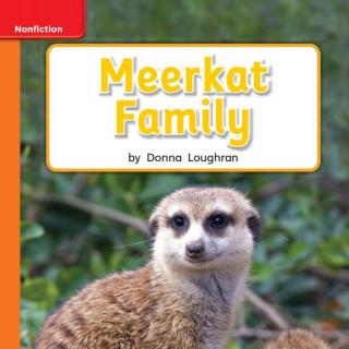 Meerkat Family