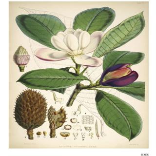 NJ伊然《手绘喜马拉雅植物》(2) 盖烈木