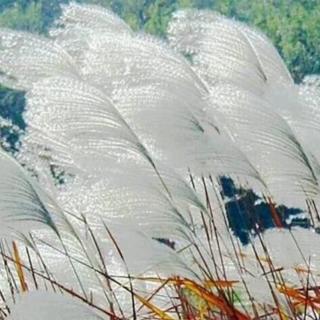 《芦花飞》作者 花瓣雨  诵读 郭文波