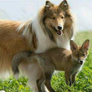 《狐狸和牧羊犬》