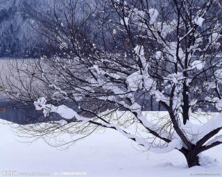 【冬来了，春已不再遥远】作者：莲心     朗诵：碧海青天