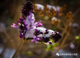 《大雪》作者：沙益薇