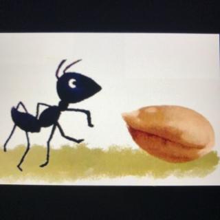 “晚安故事汇”——《蚂蚁和麦粒》
