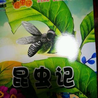 方善辰33号——昆虫记之樵叶蜂(2)
