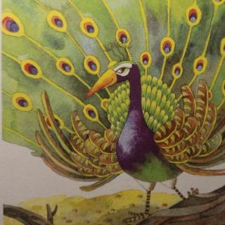 《科普童话——长在羽毛上的“眼睛”》