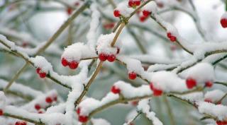 雪，冬季最执着的盼望