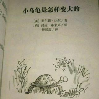 《小乌龟是怎样变大的》5